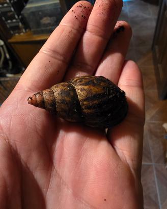 Lissachatina zanzibarica