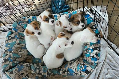 Cuccioli jack russell broken