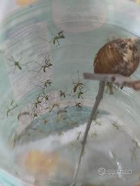 Hierodula Tenuidentata