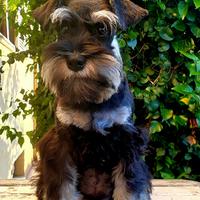 Schnauzer nani nero e argentato i zwergschnauzer