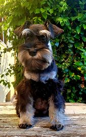 Schnauzer nani nero e argentato i zwergschnauzer