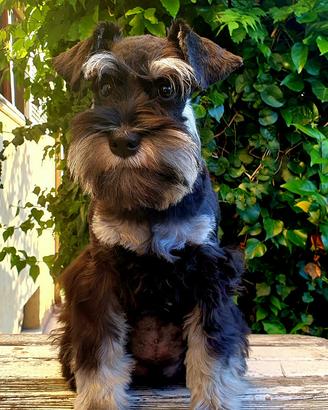 Schnauzer nani nero e argentato i zwergschnauzer