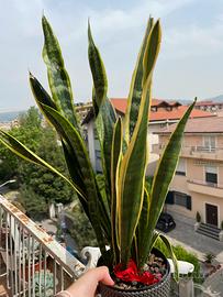 Pianta Sanseviera trifasciata