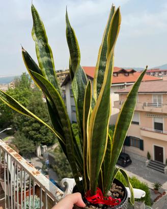 Pianta Sanseviera trifasciata