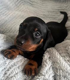 Bassotto kaninchen cuccioli