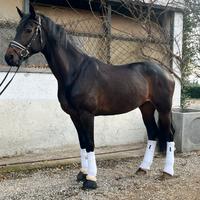 Cavallo da dressage