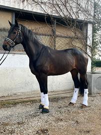 Cavallo da dressage