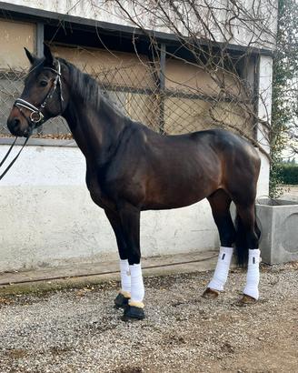 Cavallo da dressage