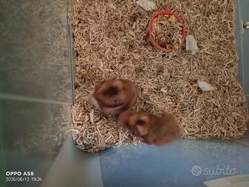 Cuccioli di criceto Dorato