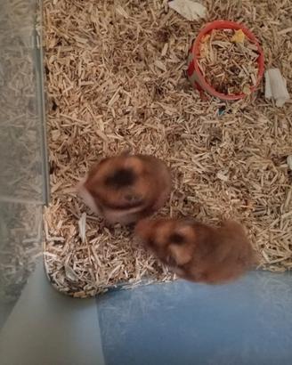Cuccioli di criceto Dorato