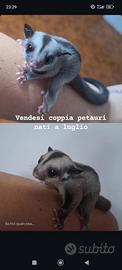 Petauro dello zucchero