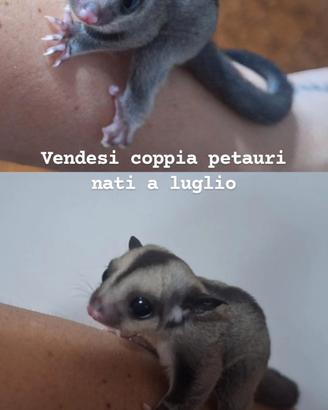 Petauro dello zucchero
