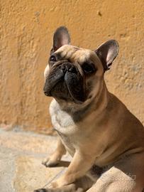 Bulldog Francese