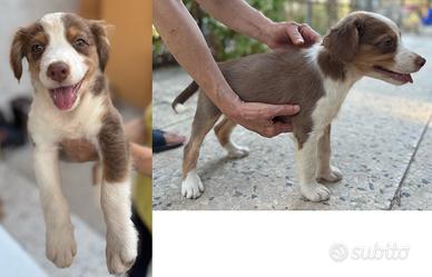 Cuccioli di Pastore Australiano Aussie