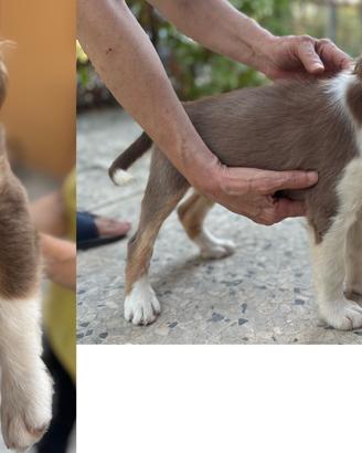 Cuccioli di Pastore Australiano Aussie