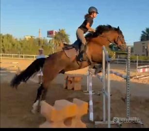 Pony
