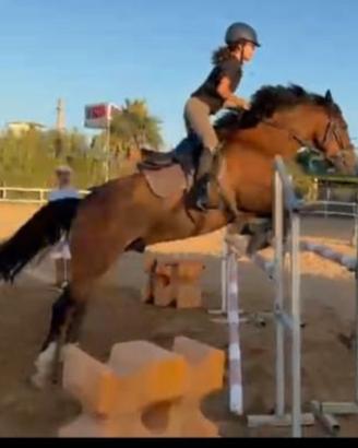 Pony
