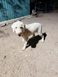 Lagotto con Pedigree - tartufi
