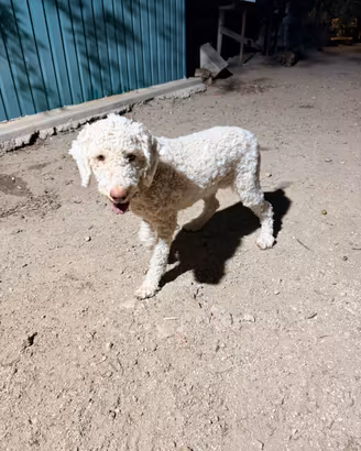 Lagotto con Pedigree - tartufi