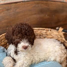 Lagotto romagnolo