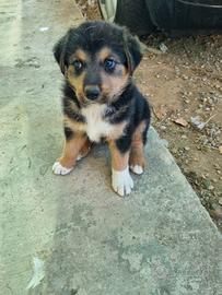 cuccioli amorevoli