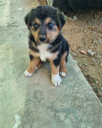 cuccioli amorevoli