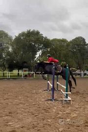 Cavallo in fida