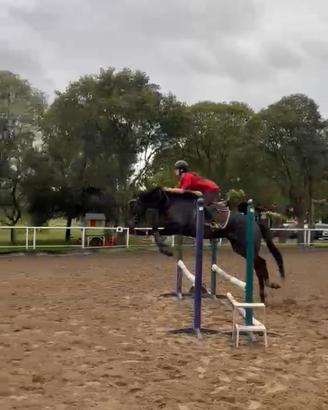Cavallo in fida