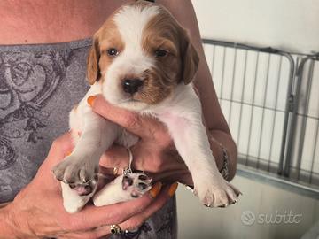 Cuccioli epagneul breton