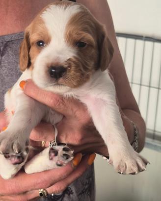 Cuccioli epagneul breton