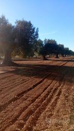 terreno agricolo Uliveto 