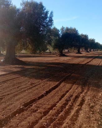 terreno agricolo Uliveto 