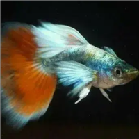 Guppy Santa Claus