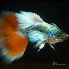Guppy Santa Claus