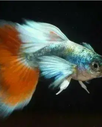 Guppy Santa Claus