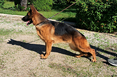 Femmina pastore tedesco