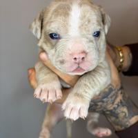 American Bully Pocket Exotic