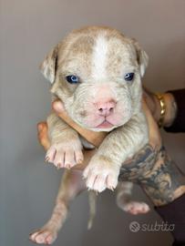 American Bully Pocket Exotic