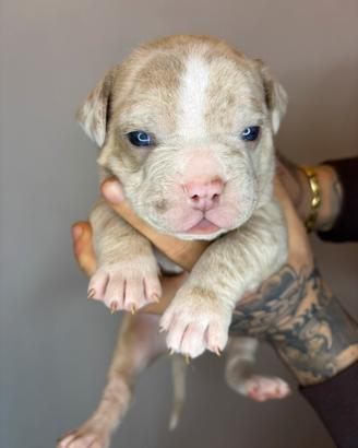 American Bully Pocket Exotic
