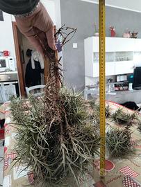 Pianta Tillandsia aeranthos 