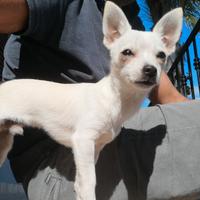 Disponibile Chihuahua bianco per monta