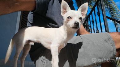 Disponibile Chihuahua bianco per monta