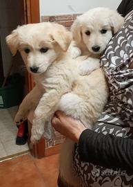 cuccioli mix maremmano 