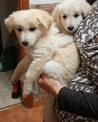cuccioli mix maremmano 