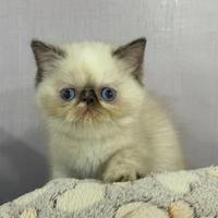 Exotic shorthair persiani colurpoint
