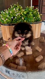 Pomerania maschio