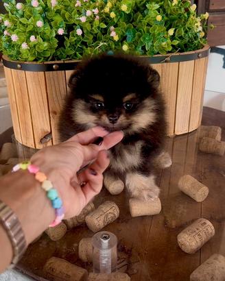 Pomerania maschio
