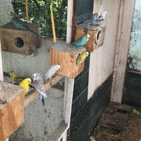 Cocorite vari colori