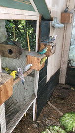 Cocorite vari colori