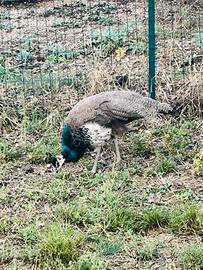 Pavone maschio giovane